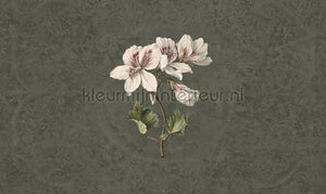 Noordwand Vanilla Lime 14278 | Bestellen bij https://www.kleurmijninterieur.nl/