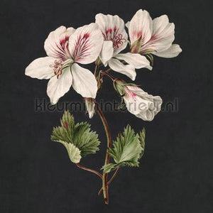 AS Creation Walls by Patel 3 DD122192 | Bestellen bij https://www.kleurmijninterieur.nl/
