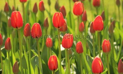 Noordwand Holland 6226 | Bestellen bij https://www.kleurmijninterieur.nl/