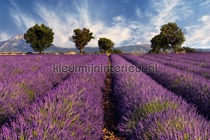AS Creation XXL Wallpaper 2 470-298 | Bestellen bij https://www.kleurmijninterieur.nl/