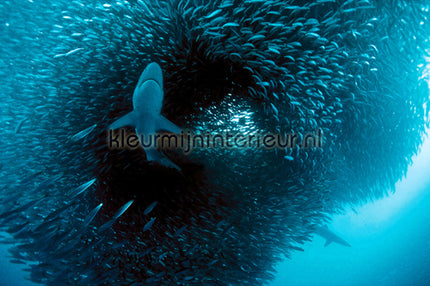 AS Creation XXL Wallpaper 2 470-337 | Bestellen bij https://www.kleurmijninterieur.nl/