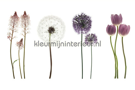 AS Creation XXL Wallpaper 2 470-361 | Bestellen bij https://www.kleurmijninterieur.nl/