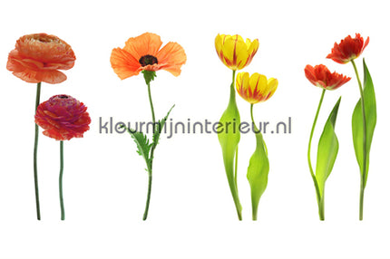 AS Creation XXL Wallpaper 2 470-360 | Bestellen bij https://www.kleurmijninterieur.nl/