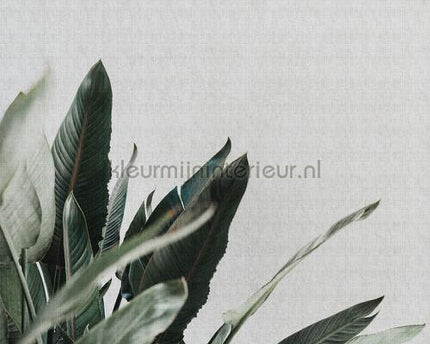 AS Creation Walls by Patel 2 dd114212 | Bestellen bij https://www.kleurmijninterieur.nl/