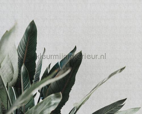 AS Creation Walls by Patel 2 dd114212 | Bestellen bij https://www.kleurmijninterieur.nl/