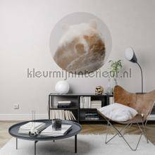Komar Dots D1-015 | Bestellen bij https://www.kleurmijninterieur.nl/