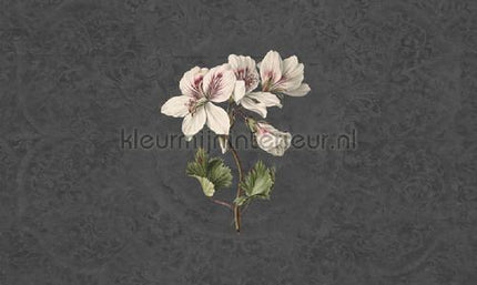 Noordwand Vanilla Lime 14276 | Bestellen bij https://www.kleurmijninterieur.nl/