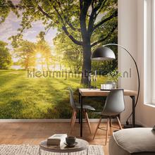 Komar Pure psh054-vd4 | Bestellen bij https://www.kleurmijninterieur.nl/