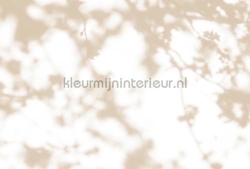 AS Creation Walls by Patel 3 DD122036 | Bestellen bij https://www.kleurmijninterieur.nl/