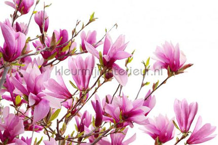Rebel Walls Greenhouse r10591 | Bestellen bij https://www.kleurmijninterieur.nl/