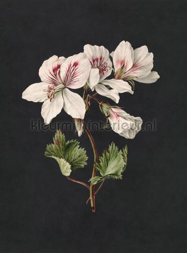 AS Creation Walls by Patel 3 DD122192 | Bestellen bij https://www.kleurmijninterieur.nl/