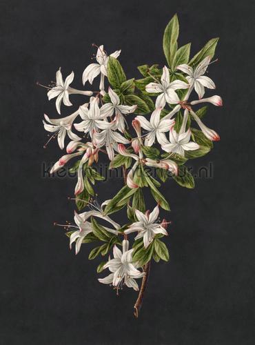 AS Creation Walls by Patel 3 DD122196 | Bestellen bij https://www.kleurmijninterieur.nl/