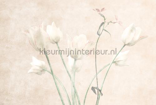 AS Creation Walls by Patel 3 DD122396 | Bestellen bij https://www.kleurmijninterieur.nl/