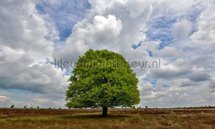 Noordwand Holland 9621 | Bestellen bij https://www.kleurmijninterieur.nl/