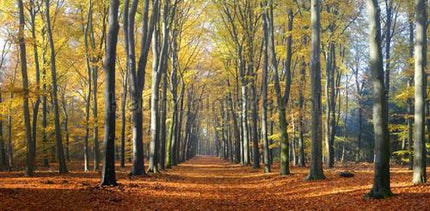 Noordwand Holland 2201 | Bestellen bij https://www.kleurmijninterieur.nl/