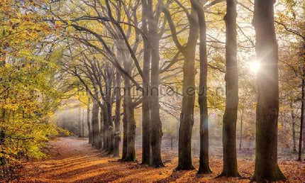 Noordwand Holland 2144 | Bestellen bij https://www.kleurmijninterieur.nl/