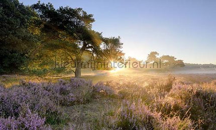 Noordwand Holland 2152 | Bestellen bij https://www.kleurmijninterieur.nl/