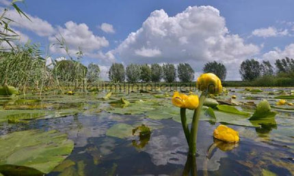 Noordwand Holland 3031 | Bestellen bij https://www.kleurmijninterieur.nl/