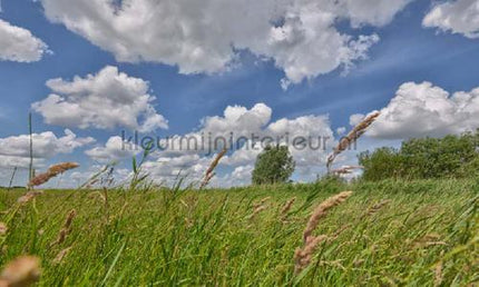 Noordwand Holland 2166 | Bestellen bij https://www.kleurmijninterieur.nl/