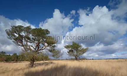 Noordwand Holland 114 | Bestellen bij https://www.kleurmijninterieur.nl/