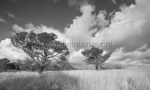 Noordwand Holland 117 | Bestellen bij https://www.kleurmijninterieur.nl/