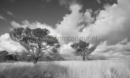 Noordwand Holland 117 | Bestellen bij https://www.kleurmijninterieur.nl/