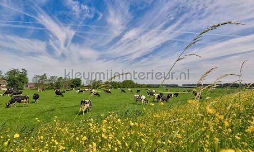 Noordwand Holland 1016 | Bestellen bij https://www.kleurmijninterieur.nl/
