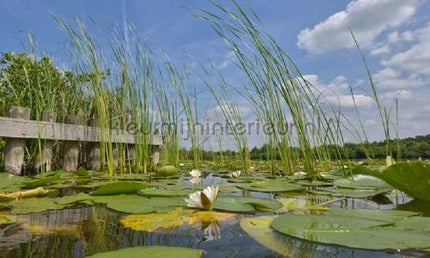Noordwand Holland 4420 | Bestellen bij https://www.kleurmijninterieur.nl/