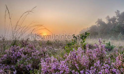Noordwand Holland 8599 | Bestellen bij https://www.kleurmijninterieur.nl/