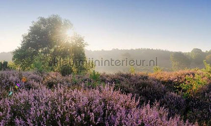 Noordwand Holland 1823 | Bestellen bij https://www.kleurmijninterieur.nl/