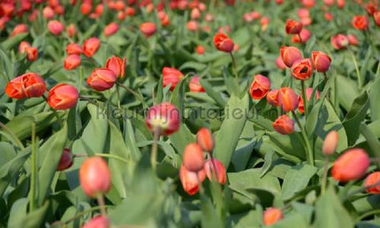Noordwand Holland 8133 | Bestellen bij https://www.kleurmijninterieur.nl/