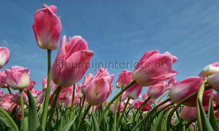 Noordwand Holland 8184 | Bestellen bij https://www.kleurmijninterieur.nl/