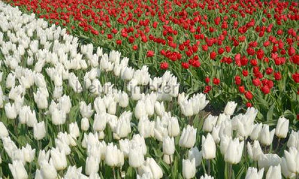 Noordwand Holland 8123 | Bestellen bij https://www.kleurmijninterieur.nl/