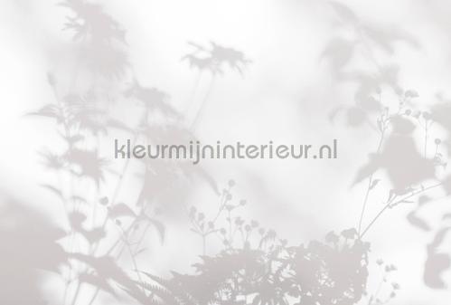AS Creation Walls by Patel 3 DD122020 | Bestellen bij https://www.kleurmijninterieur.nl/