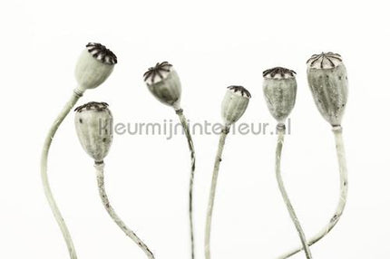 Rebel Walls Greenhouse r12991 | Bestellen bij https://www.kleurmijninterieur.nl/