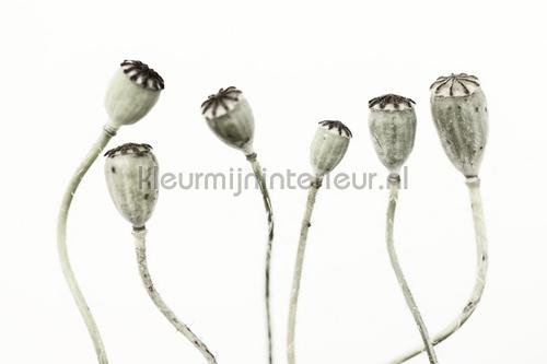 Rebel Walls Greenhouse r12991 | Bestellen bij https://www.kleurmijninterieur.nl/